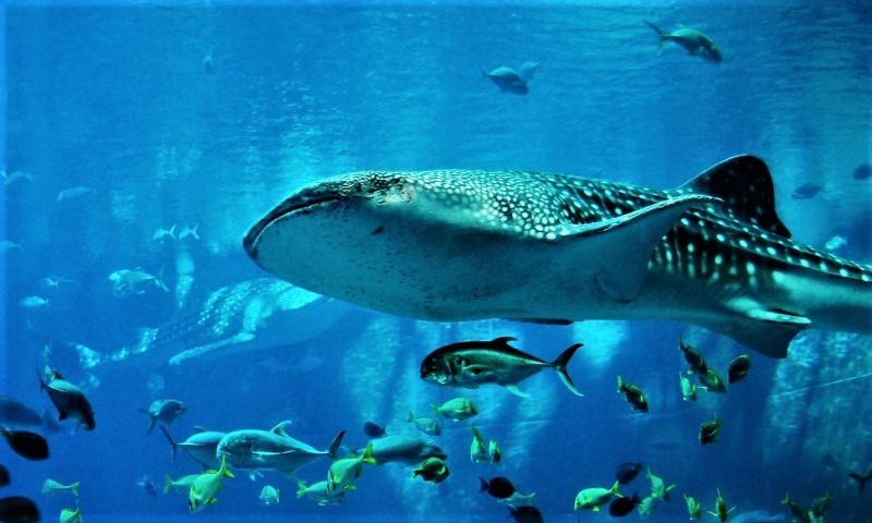 dolor-omnis-nihil-vel-nam-consequatur