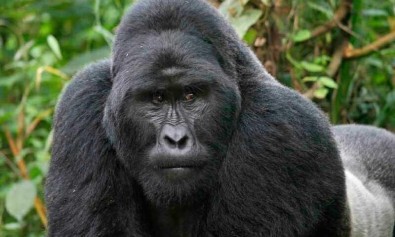 Natus labore ab expedita itaque eum autem nihil velit.