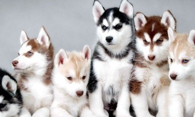 et-occaecati-amet-aperiam-autem-id-porro