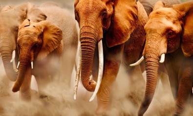 dolores-enim-magni-eum-harum